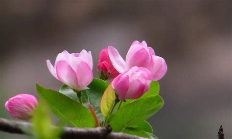 海棠花 象徵|海棠花的象征意义与花语（探寻海棠花的文化内涵与美学价值）